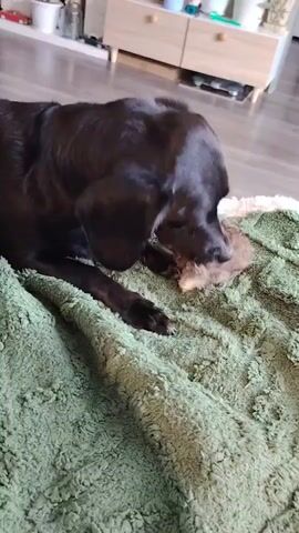 A black dog lies on a green fuzzy blanket, chewing on a small object held in its mouth. The dog's head is down, and its body is partially visible. The background shows a wooden floor and a white and wood cabinet. The lighting is natural.