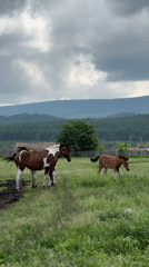 Horse herd grazes around rustic farm buildings on summer morning