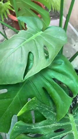 The video shows a close-up shot of several large green leaves with holes in them, characteristic of a Monstera plant. The leaves are wet, suggesting they have been recently watered or rained on. In the background, there are other plants, including a palm plant in a brown pot, and some concrete paving stones. The overall setting appears to be an outdoor garden or patio area. The camera moves slightly, offering a dynamic view of the foliage.
