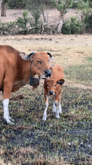Cattle graze and rest on a hillside above Kuta Selatan