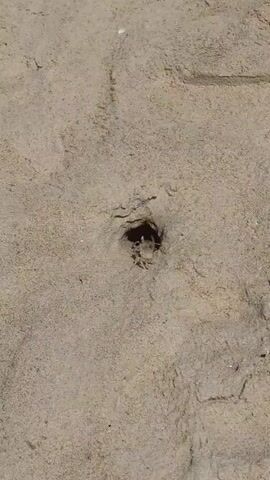 A small crab is seen emerging from a hole in the sand. It moves slightly to the left of the hole. The crab then retreats back into the hole. The video is a close-up shot of the sand with the crab and its hole.