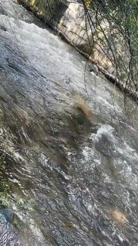 The video shows a body of water flowing. The water appears to be a river or a stream, with some ripples and currents visible. The surrounding environment consists of rocks, vegetation, and a concrete wall. The lighting suggests it is daytime. There are no people or animals visible in the footage.