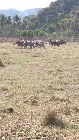 The video shows a herd of water buffaloes in a dry, grassy field. A person wearing a dark shirt and light-colored pants is interacting with the herd, appearing to guide them. The background consists of a line of palm trees, a small wooden structure, and a gently sloping, wooded hillside under a bright sky. The overall impression is of a rural, agricultural setting.