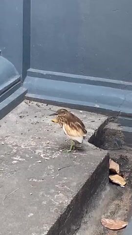 A small bird with brown and white plumage stands on a concrete surface near a dark blue wall. The bird is facing to the left, with its head lowered and beak slightly open. Its legs and feet are visible, appearing green. The concrete surface is uneven and appears to be part of a step or ledge. Dried leaves are visible on the ground to the right of the bird. The background consists of the dark blue wall, which has some architectural detailing at the bottom. The lighting suggests it is daytime. The bird appears to be stationary for most of the video.