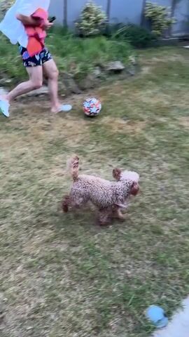 A person wearing a hat, white shirt, and patterned shorts kicks a soccer ball on a grassy lawn. A small, light-brown dog runs nearby, seemingly playing with the person. The background shows a patio with lounge chairs, a table, and a swing.