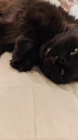 A close-up shot shows a black cat lying on its back on a textured surface, possibly a bed or couch. The cat's eyes are open and green, and its mouth is slightly open, revealing its tongue and teeth. Its fur is long and fluffy. A hand with manicured fingernails reaches into the frame and gently touches the cat's paw. The background is blurred, but it appears to be an indoor setting with some soft furnishings.