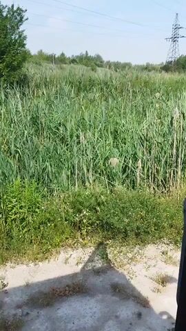 The video pans right across a dense field of tall green reeds and smaller green plants in the foreground. A large pylon is visible in the background on the right side of the frame. The sky is bright and blue with some white clouds. The shadow of a person holding a phone or camera is visible in the lower right corner of the frame. There is a dirt or gravel path in the foreground. The overall impression is of an outdoor natural environment on a sunny day.