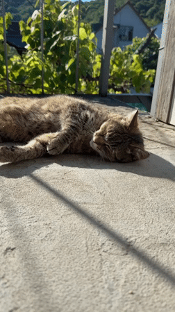 Lazy summer morning in Dzhubga: cats, flowers, and tomatoes