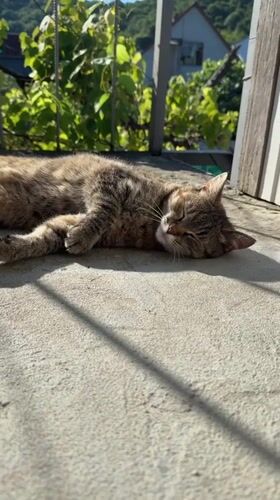 Lazy summer morning in Dzhubga: cats, flowers, and tomatoes