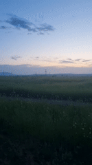 Orange cat spotted in Ukrainian countryside during sunset