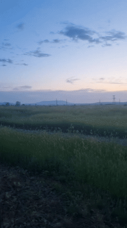 Orange cat spotted in Ukrainian countryside during sunset