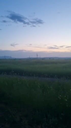 Orange cat spotted in Ukrainian countryside during sunset