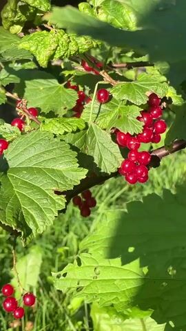 A close-up shot focuses on a branch of a red currant bush. Clusters of ripe red berries hang from the branches amidst lush green leaves. Sunlight filters through the leaves, creating dappled shadows on the berries and foliage. The background is blurred, showing hints of green grass and other vegetation. The camera appears to be held steady, capturing the scene with natural light. There are no people or animals visible in the video.