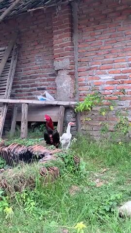 Two roosters, one black with a red comb and wattle and the other white, stand in a grassy area next to a brick building. The black rooster is facing left and the white rooster is facing right. The building has a wooden structure in front of it with some tiles stacked on the ground. There are plants growing around the area.