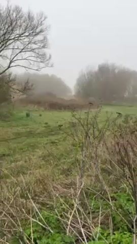 The video depicts a foggy, overcast landscape. Foreground vegetation includes grassy areas mixed with patches of brown, dried plants, and some shrubs with withered flower heads. A dirt path meanders through the scene, disappearing into the fog.  Across the path, more grassy terrain is visible, punctuated by scattered trees and shrubs that fade into the fog. A portion of a wooden structure, possibly steps or a small bridge, appears on the right side of the path. The sky is uniformly grey, adding to the overall atmospheric murkiness.