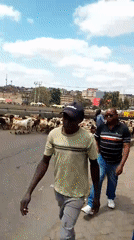 Livestock herd crosses busy Nairobi street, stops traffic