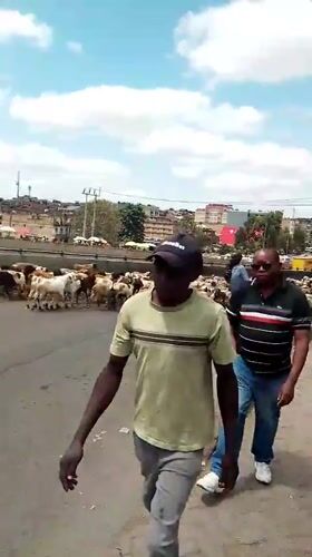 Livestock herd crosses busy Nairobi street, stops traffic