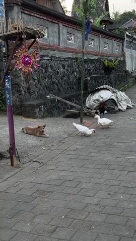 A brown dog lies on the ground near a pole with a decorative item. In the background, there are two white ducks, a rooster, and a black chicken. A stone wall is behind the animals, and a building is visible above the wall. The ground is paved with brick.