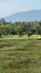 Rural cattle scene documented in Koh Samui countryside