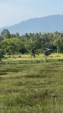 Rural cattle scene documented in Koh Samui countryside