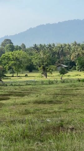 The video shows a rural landscape with a grassy field in the foreground.  A light-colored fence divides the foreground from an area containing trees and a small wooden structure.  Several cows are visible within the fenced area, some grazing.  The background features a mountain range shrouded in a light haze. The sky is partially visible and is pale blue with some wispy clouds.