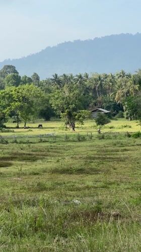 Rural cattle scene documented in Koh Samui countryside