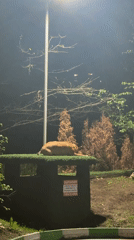 Dog sleeps under lamppost on structure in Sofia
