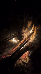 Campfire burns in rural Belarus woods at night