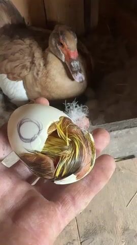 In a close-up shot, a hand holds a partially cracked egg, revealing a duckling emerging with fluffy yellow and brown down. A circle is drawn on the eggshell. In the background, a brown duck sits in a nest, appearing to watch the scene. The setting is a rustic wooden structure, possibly a coop or barn, with straw or nesting material visible. The lighting suggests it could be daytime, with natural light illuminating the scene. The overall impression is one of a developing life, captured at a delicate moment of hatching. The image's focus is on the nascent duckling and the mother duck's presence. There is no visible text in the media file.