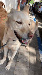 Dogs enjoy sunny sidewalk walks in Tel Aviv