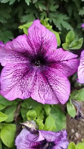 A close-up video shows a purple petunia flower with dark purple veins. The flower is in focus, with green leaves and darker green foliage in the background. The camera pans slightly to reveal another purple petunia flower to the right and another partially visible flower at the bottom of the frame.