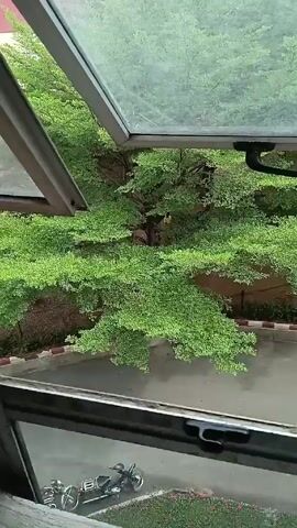 From the vantage point of an opened window, the video shows a scene of greenery dominated by a large tree. The tree is lush with bright green foliage, obscuring a significant portion of the ground below. There appears to be a figure wearing a yellow shirt within the tree, although their actions are unclear. Beneath the tree, a strip of earth borders a paved area, adorned with small red flowers and a curb with red, white, and gray markings. A gray road runs across the scene. Parked to the side of the pavement and bordered by grass are two motorbikes, one black and one gray. The camera angle is directed downward from the window. The video is still.