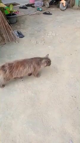 A long-haired brown cat walks across a dirt ground. The cat passes under a white tarp supported by a wooden structure and then walks under two red plastic chairs. The environment appears to be outdoors, with the ground being dirt and small pebbles. There are some plants visible in the background.