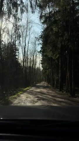 The video depicts a first-person perspective from inside a car driving along a dirt road through a forest. On the left side of the road are bare trees with minimal foliage and on the right, tall, dense evergreen trees. Sunlight filters through the trees, creating shadows on the road. The sky is partially visible through the trees. The dashboard of the car is visible at the bottom of the frame. There is music playing in the background.