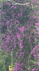 Purple flowering trees bloom along Da Lat streets