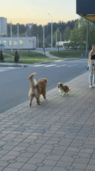 Dogs meet on Minsk sidewalk as woman drinks juice