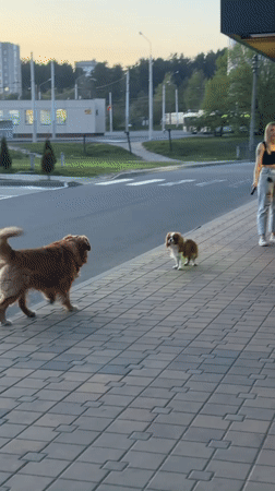 Dogs meet on Minsk sidewalk as woman drinks juice