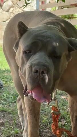 A large, muscular dog, likely a Cane Corso breed, is the sole subject of this close-up, eye-level video. The dog has a fawn-colored coat with a darker muzzle and ears. Its mouth is open, with its pink tongue hanging out, suggesting it might be panting or just finished drinking. A metal clip from a leash is visible attached to its collar, and the orange leash itself dangles near its chest.

The setting appears to be outdoors, possibly a yard or garden, with green grass and dirt visible on the ground. In the background, there's a wooden fence and a stone wall, hinting at a rural or semi-rural location. The lighting suggests it's daytime, with sunlight filtering through the leaves of an unseen tree above, casting shadows on the dog and ground. The overall mood is calm, with the dog appearing relaxed despite its imposing size. There is no visible text in the media.