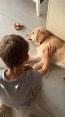 Boy plays with golden retriever puppy in Netanya