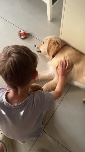 Boy plays with golden retriever puppy in Netanya