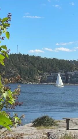 A sailboat with white sails moves across a blue body of water. The boat is on the right side of the frame, with a hill covered in pine trees behind it. On the hill, there are modern, multi-story buildings with dark facades. In the foreground, there is a rocky shoreline with some green plants and a wooden bench. The sky is blue with a few scattered white clouds.