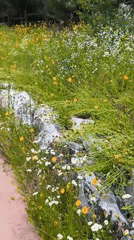 Morning walk through Asan-si parks and wildflower paths documented