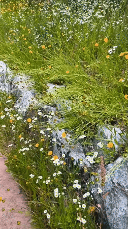 Morning walk through Asan-si parks and wildflower paths documented