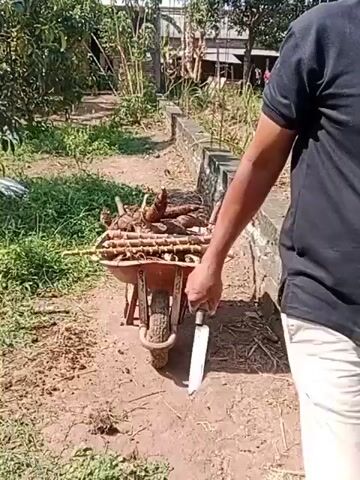 A person, seen from the shoulder down on the right side of the frame, is holding the handle of a red wheelbarrow. The wheelbarrow is positioned in the center of the frame and is filled with what appears to be harvested cassava roots and stalks. The wheelbarrow is on a dirt path, with overgrown grass and vegetation on either side. A low concrete wall runs along the right side of the path, with more vegetation and some distant structures visible beyond it. The scene is outdoors and appears to be in a rural or garden setting. The lighting suggests it is daytime.