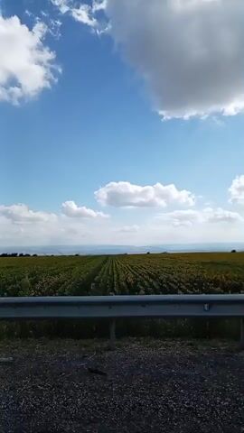 This is a video of a vast agricultural field, likely containing sunflowers, stretching towards the horizon under a partly cloudy blue sky. The crops are planted in neat, straight rows, creating a strong sense of symmetry. In the foreground, a silver metal guardrail runs horizontally across the frame, separating the viewer from the field. The ground in front of the guardrail appears to be a rough, dark surface, possibly asphalt or gravel, indicating the perspective is from a roadside. The clouds are white and puffy, scattered across the sky, and the overall lighting suggests it is daytime. The video captures a sense of open space and agricultural landscape, possibly taken from a moving vehicle due to the slight motion blur and the perspective from behind a guardrail.