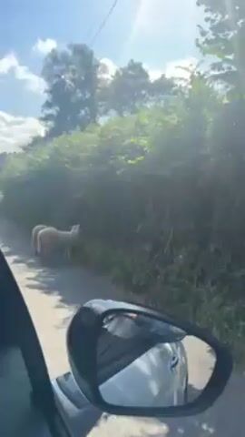 Two sheep are walking along a narrow asphalt road bordered by dense green vegetation on a sunny day. The video is taken from inside a car, with the side mirror visible in the foreground. The car appears to be stationary as the sheep move past, heading in the same direction. The sky is blue with scattered white clouds.