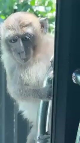 A close-up shot shows a light brown monkey standing on the outside of a glass door, its front paws holding onto the silver handle. The monkey appears to be looking inside. The door is framed by a black railing that runs along a wooden deck. Outside, lush green trees are visible. The shot stays focused on the monkey and the door.