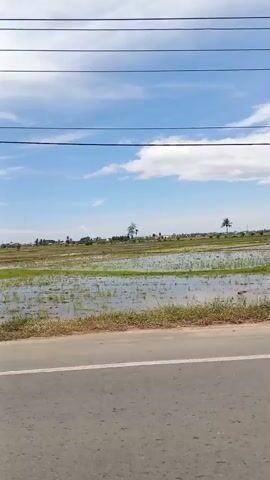 The video shows a wide shot of a rural landscape on a bright, cloudy day. The foreground features a paved road with a white dividing line and a narrow strip of grass and vegetation along the side. Beyond the road is a flooded agricultural field, likely a rice paddy, with young green plants growing in the water. The field stretches into the distance, with rows of similar paddies visible. In the background, there are scattered trees and some buildings, suggesting a small village or settlement. Overhead, multiple power lines run horizontally across the frame. The sky is a vibrant blue, dotted with white, puffy clouds. The camera appears to be moving, possibly from a vehicle, as indicated by the slight blur and the way the scenery changes. There are no people prominently visible in the frame. The overall impression is of a peaceful, agrarian environment.