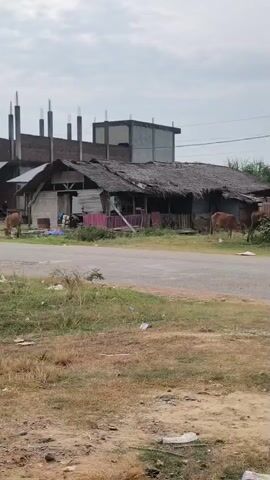 The video shows a road with a few cows grazing on the side. There are houses in the background, some of which appear to be in disrepair. A person is visible in the distance, near a group of cows and a rice paddy. The sky is overcast, suggesting it may be cloudy or close to dusk.