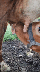 Dusk on the Kazakh steppe: a calf feeds, the sky glows